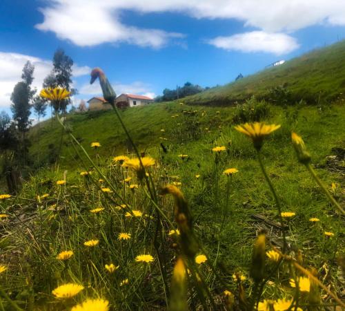 a field of yellow flowers on a hill at Casa de campo Namasté in Sutatausa
