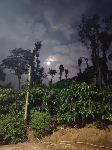 a field of crops with the sun in the background at Shivalaya Homestay in Madikeri