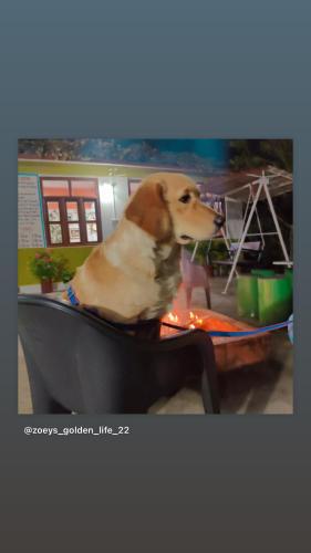 a brown and white dog sitting on a table at Maa Anand Mayee Guest House in Panuānaula