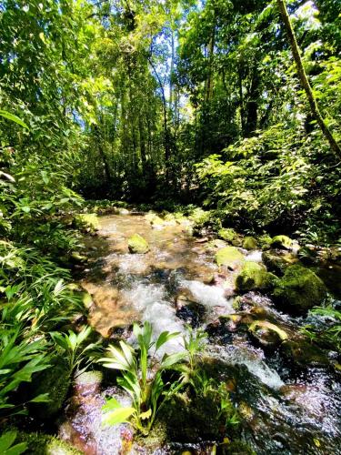 a stream in the middle of a forest at Quintaesencia Arte y Naturaleza in Guápiles