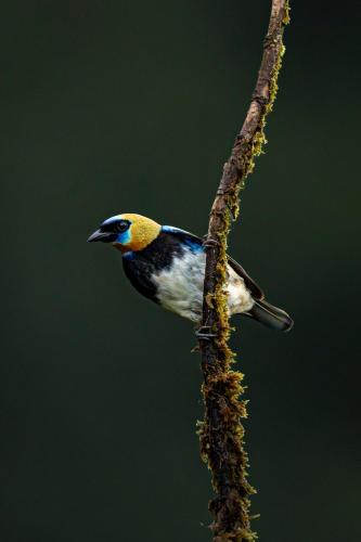 a bird perched on top of a tree branch at Quintaesencia Arte y Naturaleza in Guápiles