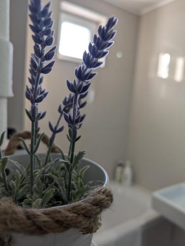 a potted plant with purple flowers in a kitchen at Velvet in Vinkovci