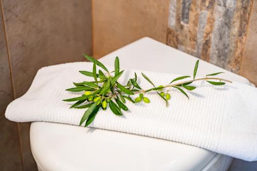 a plant sitting on top of a toilet at Olive Studios Karpathos Studio #1 in Karpathos Town