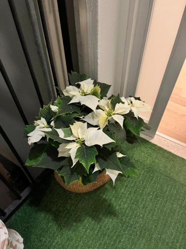 a potted plant with white flowers on the floor at Il Cuore di Trapani in Trapani