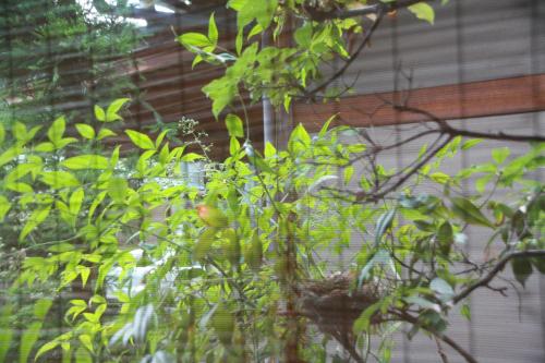 a plant in front of a window at Sekitaitei Ishida in Achi