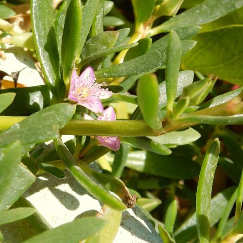 a pink flower on a plant with green leaves at Villa Diletta Luxor in Luxor