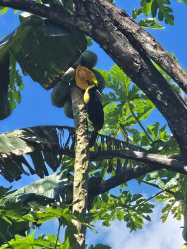 a bunch of fruit on a tree branch at Casa Trogon 2BDRM AC 50M to the Beach in Puerto Jiménez