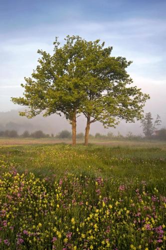 a tree in the middle of a field with flowers at B&B Baron’s House Neerijse-Leuven in Neerijse