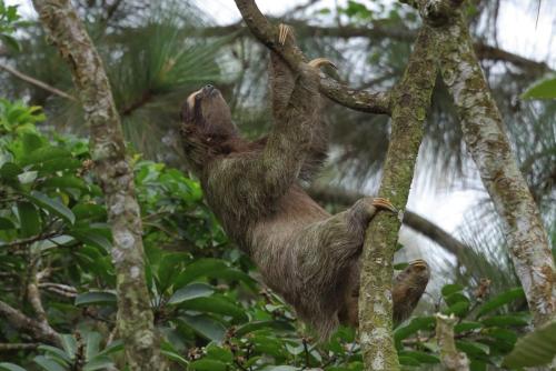 a sloth climbing up a tree in the forest at La Dama de los vientos in Cerro Azul