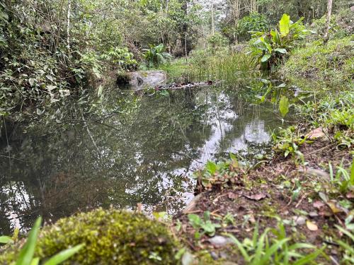 a stream of water in the middle of a forest at Hostería CASA SAN LUIS in Mindo