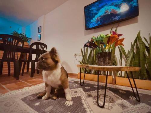 Fotografie z fotogalerie ubytování Acogedor apartamento, San Gil, Santander v destinaci San Gil