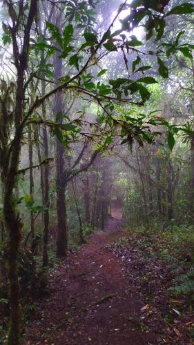 a dirt trail in a wooded area with trees at Finca La Picuda Quetzal Cottage in Cartago