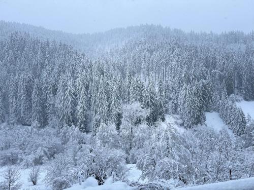 a snow covered forest with snow covered trees at Boris’s Guest Apartment in Chepelare
