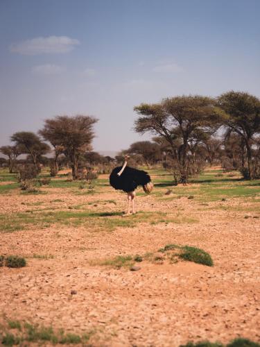 an ostrich standing in the middle of a field at Bivouac Joudour Sahara in Mhamid
