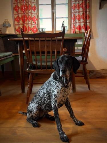 a dog sitting on the floor next to a chair at Zum oidn Schmie Haus in Pemfling