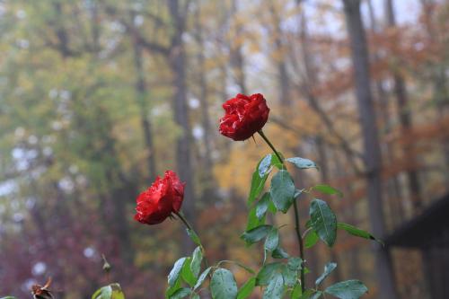 a couple of red roses sitting on a stem at Haus Am Sonnenhügel in Bad Urach