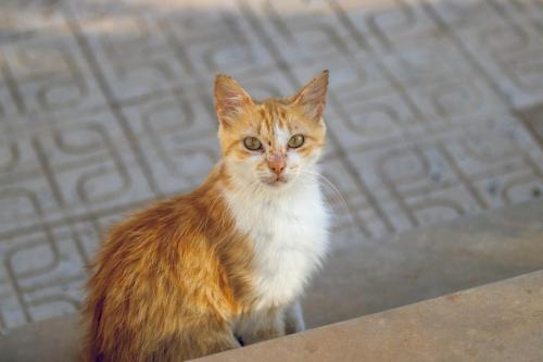 an orange and white cat sitting on a sidewalk at Dar louzir à Tazarka in Tazarka