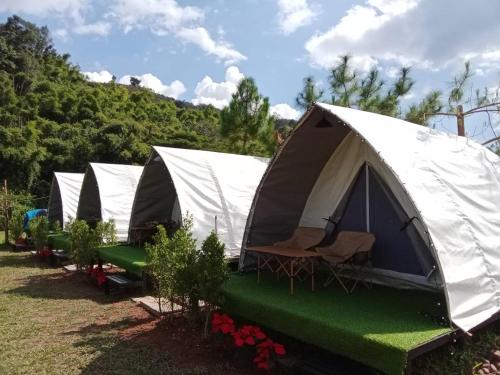 a row of tents parked in a field at แคมป์ปิ้ง อิงว้า กระโจม in Ban Huai Ti