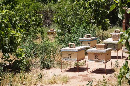 a group of beehives sitting in a field at Ferme d'hôtes Pouvoir des Plantes in Ourika