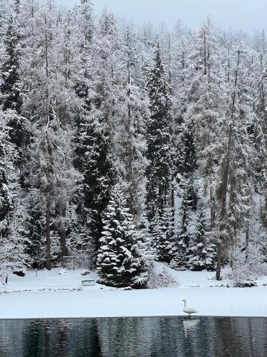 a swan in the middle of a lake with snow covered trees at Hotel Lech Da Sompunt in Badia