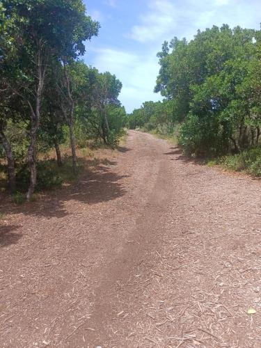 a dirt road with trees on either side at Tent with a difference in Wilderness