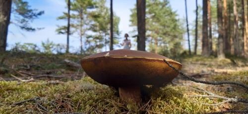 a close up of a large mushroom in a forest at Randas1 in Lielirbe