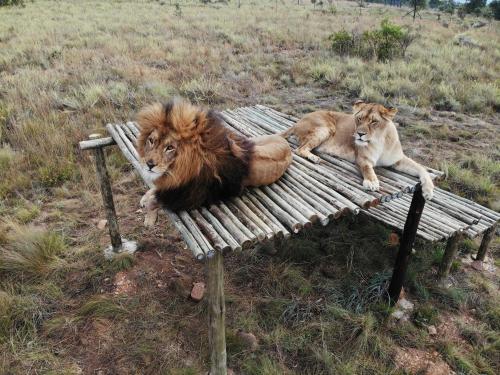 two lions laying on a bench in a field at Schrikkloof Private Nature Reserve, home of The Lions Foundation in Bela-Bela