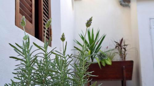 eine Gruppe von Anlagen neben einem Gebäude in der Unterkunft Departamento de dos plantas en zona centro San José, Entre Ríos in San José