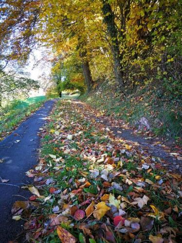 a road with leaves on the ground next to trees at SwissHut Stunning Views Alps Lake - Chalet Erli in Därligen