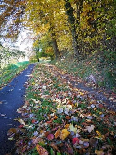 a road covered with leaves on the ground at SwissHut Stunning Views Alps Lake - Apart. Herzog 24 in Sigriswil