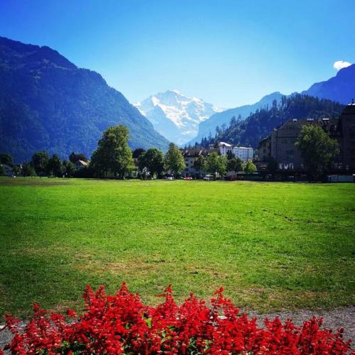 a field with red flowers and mountains in the background at SwissHut Stunning Views Alps Lake - Chalet Emmit in Sigriswil