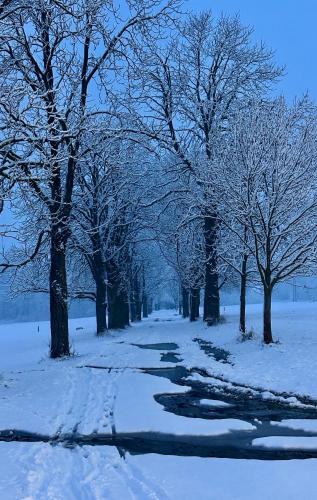 a snow covered path in a park with trees at Chaloupka Letohrad in Letohrad