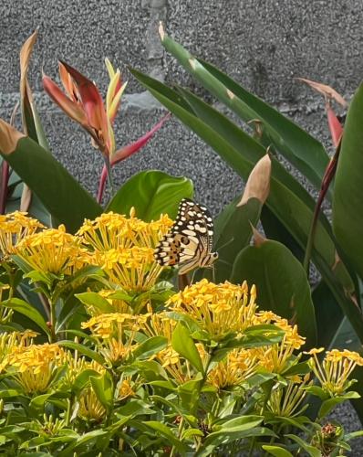 a butterfly sitting on top of yellow flowers at Baan Debtida in Bangkok