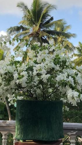 a tree with white flowers in front of a fence at Sagarika Beach Hotel in Moragalla