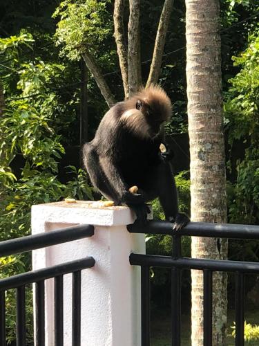 a monkey sitting on top of a fence at Sagarika Beach Hotel in Moragalla