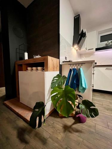a kitchen with a potted plant next to a counter at Domek Prosetin244 in Prosetín