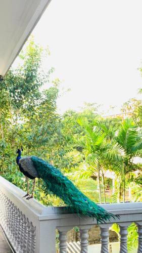 a peacock is standing on a railing with its tail at Sagarika Beach Hotel in Moragalla