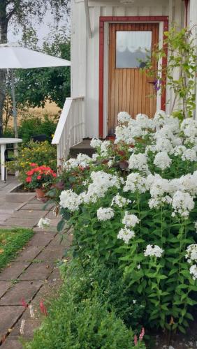 a garden of white flowers in front of a house at Vesteby Hus - a peaceful stay in the countryside! in Grästorp