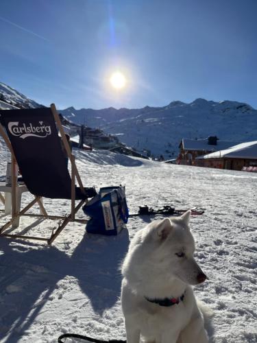a white dog standing in the snow next to a chair at Appartement Les Menuires - 4 personnes à 20 m des pistes in Les Menuires