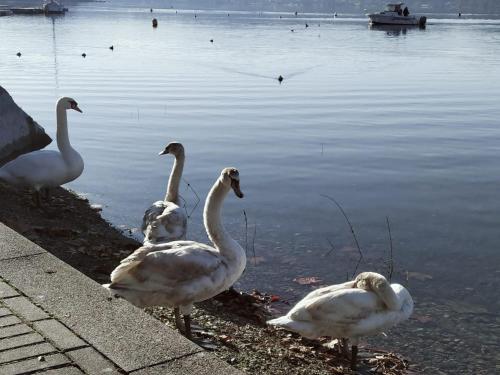 a group of white geese standing in the water at La Casetta sul Lago in Viverone