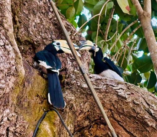 two birds standing on the side of a tree at Sunny Cove Beach Resort Koh Phayam in Ranong