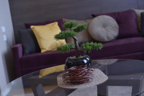 a bonsai tree in a black vase on a glass table at Boutique Rooms in Belgrade