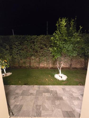 a small tree in a yard at night at Villa Guesthouse Albion in Lezhë