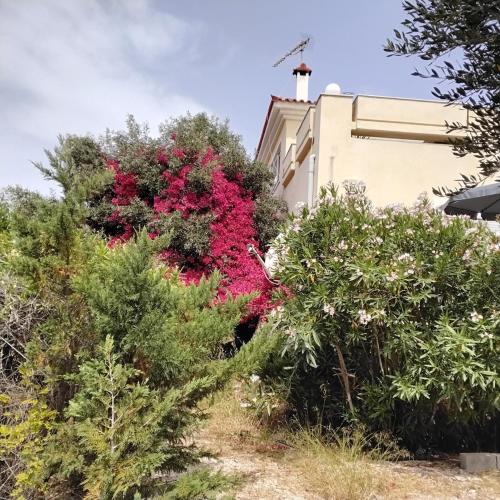 Κήπος έξω από το Penthouse Peaceful Oasis
