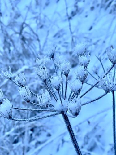 a branch of a tree covered in snow at Alpenfels Zwieselstein in Sölden