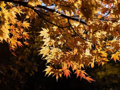 a bunch of yellow leaves on a tree at LATERAL - Vacation STAY 36594v in Shiojiri