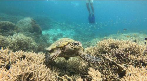 a sea turtle swimming over a coral reef at Gili Gede Homestay in Gili Gede