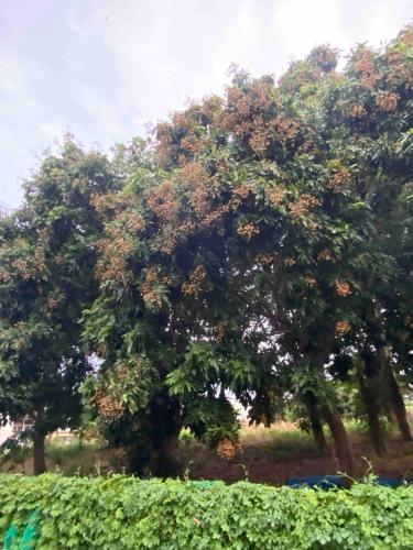 a large tree in front of a field of bushes at 溪南秘境-XiNan hideaway in Wuri