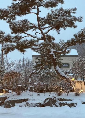 a snow covered pine tree in front of a building at Plain Hotel in Chuncheon