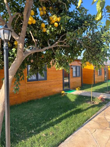an orange tree in front of a house at Some Hotel Antakya in Hatay